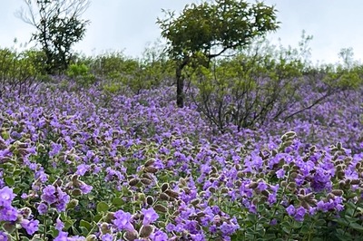 Neelakurinji Flowers that Bloom Once in 12 Years Have Tourists Flocking to Chikkamagaluru