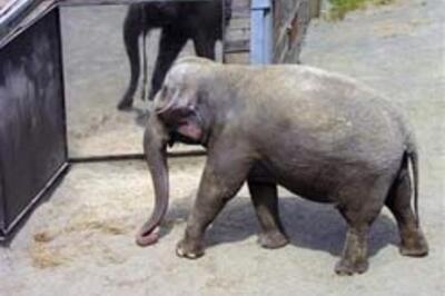 Mirror, mirror on the wall, say elephants