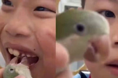 Video Of ‘Dentist Parrot’ Extracting Boy’s Rotten Tooth Leaves Internet Amused