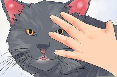 How to Treat Ear Haematomas in Cats