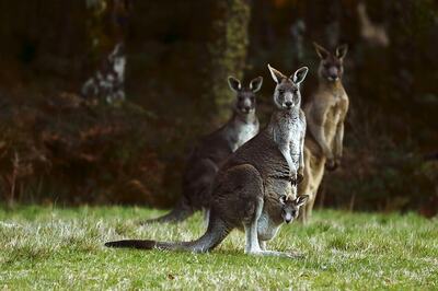 Belgium Aghast Over Fate of Pet Kangaroo After it is Snatched by Wolf as Part of ‘Christmas Meal’