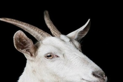 This Is Why Goats Have Horizontal Pupils