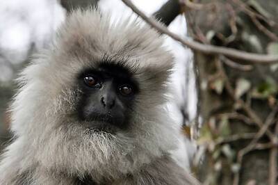 Karnataka Bus Driver Loses Job For Letting Langur Take the Wheel