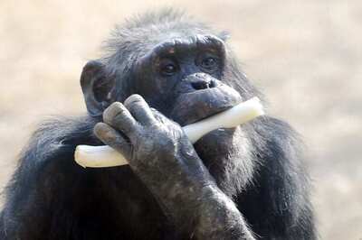 Chimp Flees Japan Zoo, Caught After Falling From Power Pole