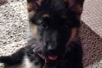 UP Lays Down New Set of Rules for Dog Owners