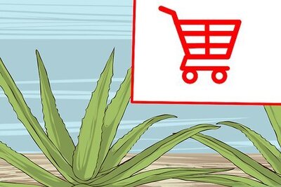 How to Grow and Use Aloe Vera for Medicinal Purposes