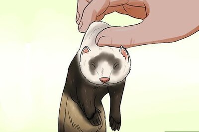 How to Train a Ferret Not to Bite