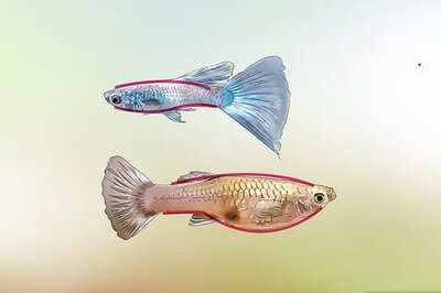 How to Identify Male and Female Guppies