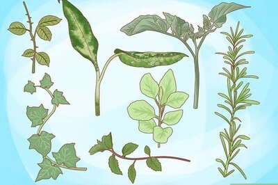 Easy Ways to Grow Plant Cuttings in Water or Soil for Propagation