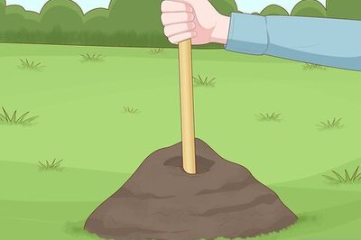 How to Set a Victor Mole Trap