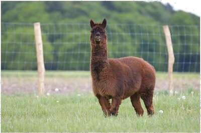 Scientists Identify 'Nanobodies' from Llamas That Can Neutralise Coronavirus
