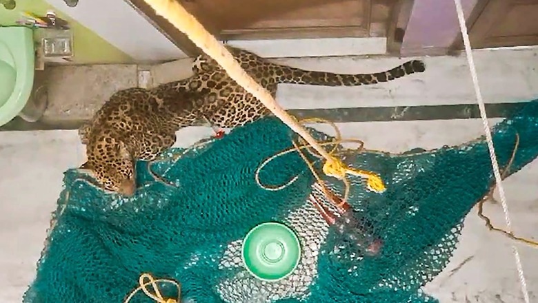 Leopard Barges into Home in Delhi's Wazirabad, 5 Injured | Watch
