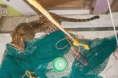 Leopard Barges into Home in Delhi's Wazirabad, 5 Injured | Watch