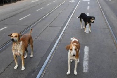 Human Rights Commission Orders MP Govt to Pay Rs 2 Lakh to Kin of Girl Killed in Attack by Stray Dogs