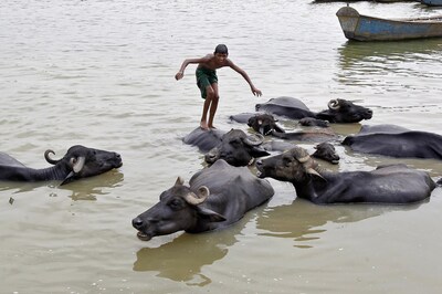 From hens to dog to goat, UP Governor  flooded with pleas to recover Pets