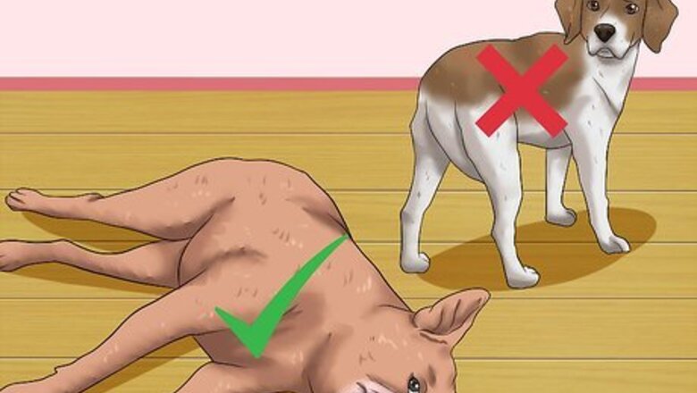 How to Rub a Dog's Tummy