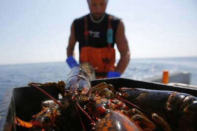 China Threatens Tariffs on Lobsters as Business Booms, May Hit US Seafood Industry
