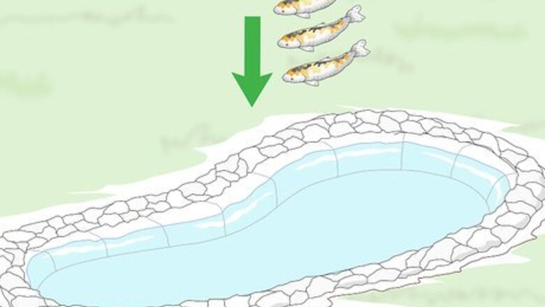 How to Raise Koi