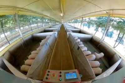 US Adds India to List of Countries Affected by African Swine Fever