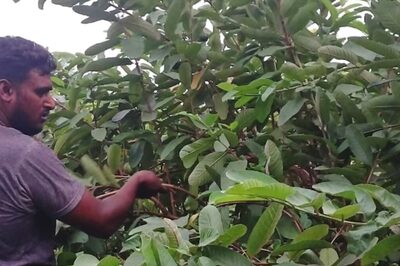 Farmers In Purba Bardhaman Adopt Guava Cultivation To Boost Income