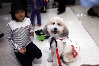 Therapy Pets Help Anxious, Fearful Travellers Relax