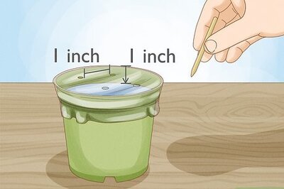 How to Propagate and Care for String of Turtles