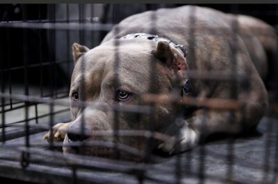 Gurugram 'Bans 11 Pet Breeds': Your Area to Follow? Recent 'Dog Attacks' & What Happens Now | Explained