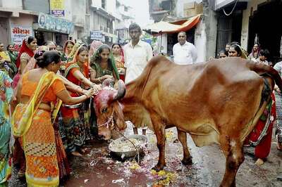 Coming Soon, Govt Certified Gau Rakshaks in Haryana and Uttarakhand