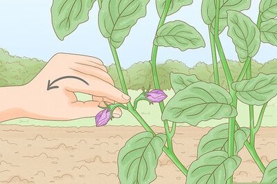 How to Prune Eggplant
