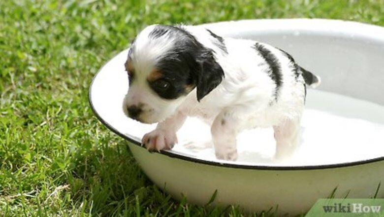 How to Groom a Puppy