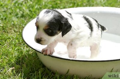 How to Groom a Puppy