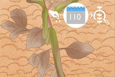 How to Harvest Lentils