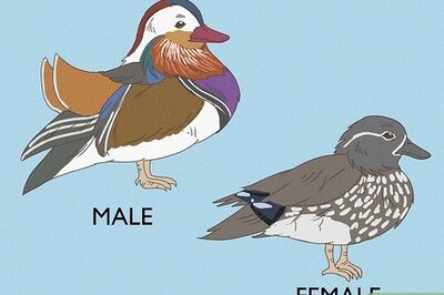 How to Identify a Mandarin Duck