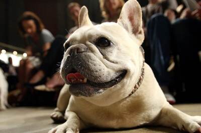 Bengaluru Man Kills Elderly Neighbour Over Dog Poop; Arrested