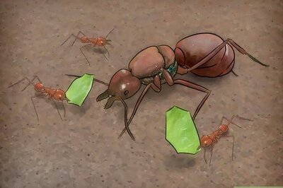 How to Identify a Queen Ant