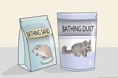 How to Groom a Long Haired Hamster