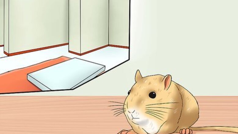 How to Pick up a Gerbil