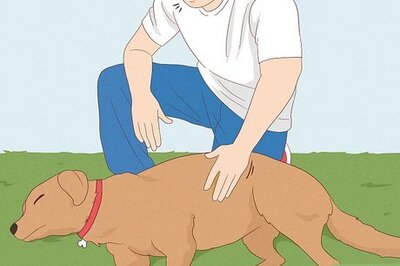 How to Perform CPR on a Dog