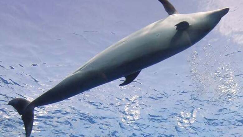 Asia's first dolphin research centre in Bihar