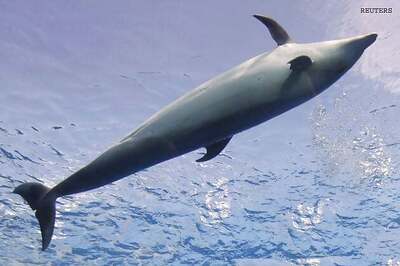 Asia's first dolphin research centre in Bihar