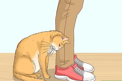 How to Know if a Cat Is a Stray