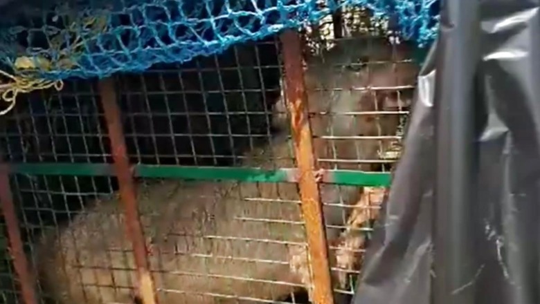 Wolf That Killed 8 Children in UP's Bharaich Caught by Forest Team in 'Operation Bhediya'