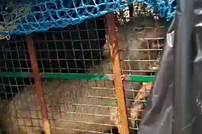 Wolf That Killed 8 Children in UP's Bharaich Caught by Forest Team in 'Operation Bhediya'