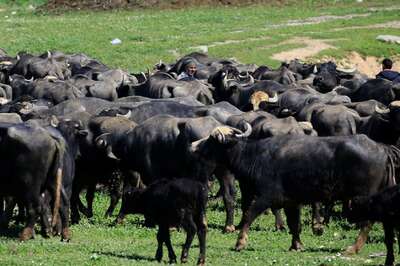 India's First Batch of IVF Buffalo Calves Born Amidst Coronavirus Lockdown