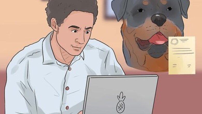 How to Care for Rottweilers