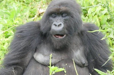 In 1st Known Case of Transmission to Great Apes, Gorillas at US Zoo Test Positive for Covid-19