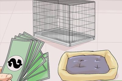 How to Have a Successful First Day with a New Dog