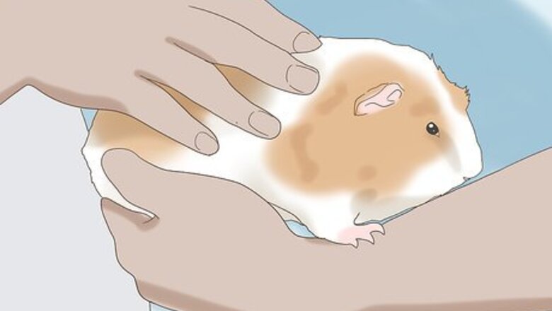 How to Teach a Guinea Pig to Do Tricks