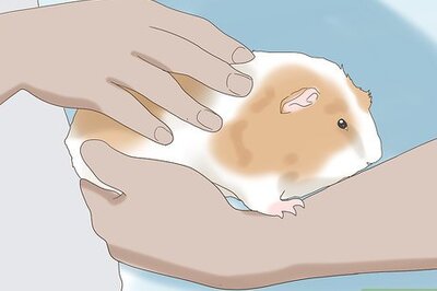 How to Teach a Guinea Pig to Do Tricks