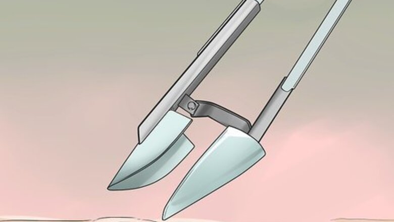 How to Dig Pacific Razor Clams